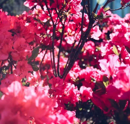 In Season Blooms: What You Need to Know About Azaleas