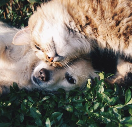 The Pros and Cons of Different Pets: Which One is Right for You?
